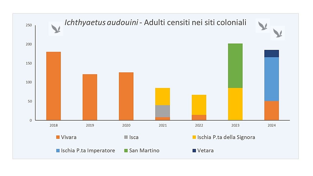 Andamento degli adulti censiti nel periodo 2018-2024 nei principali siti riproduttivi dell’arcipelago campano