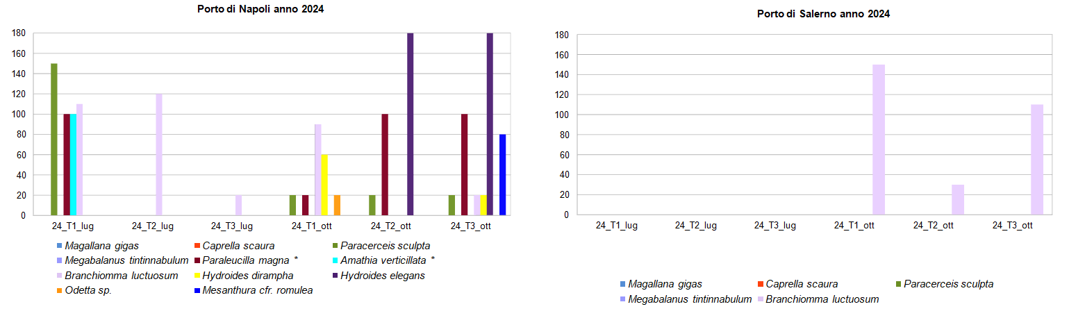 Specie non indigene con le relative abbondanze di individui al m-2  (2024)